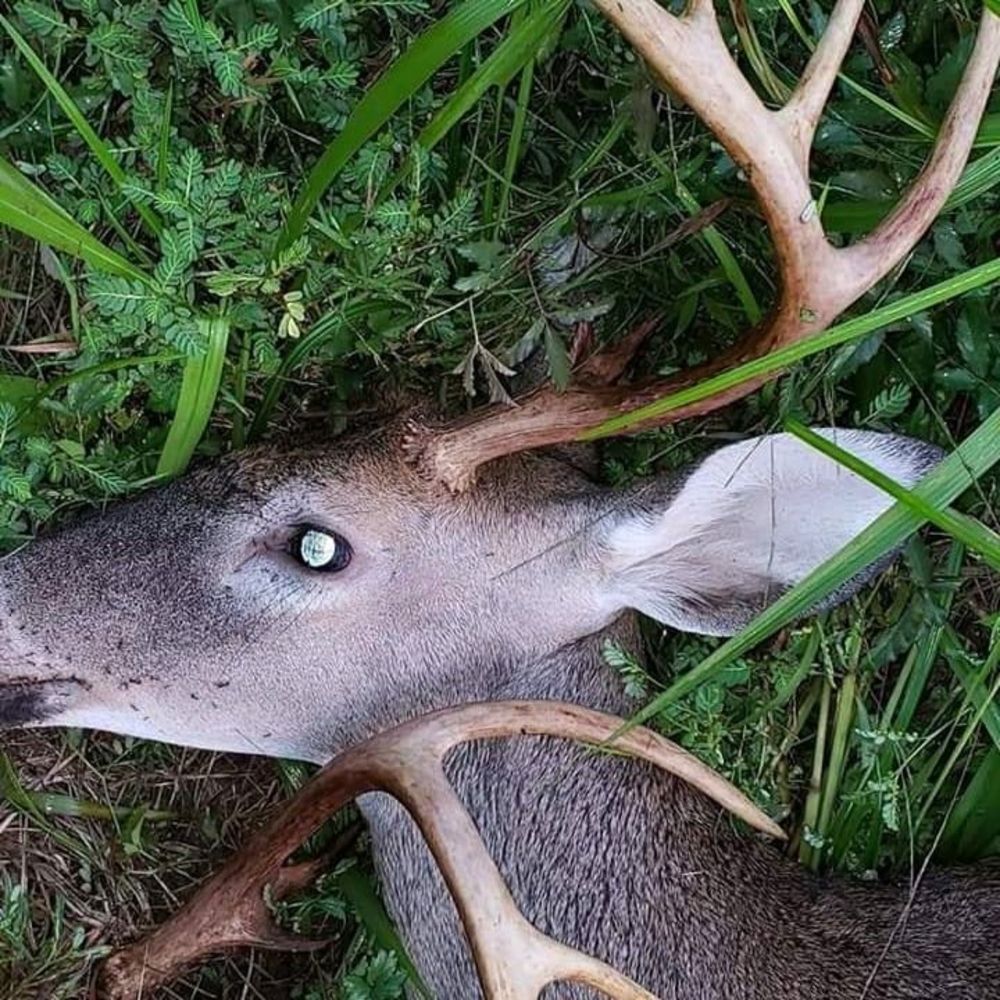 Meet your Posher, Leroy